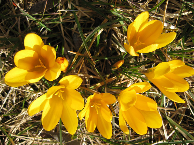 64/365 - Krokus-Familie