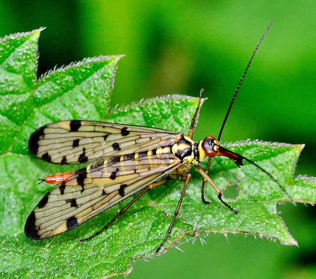 Panorpa germanica. Scorpion Fly,female