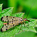 Panorpa germanica. Scorpion Fly,female
