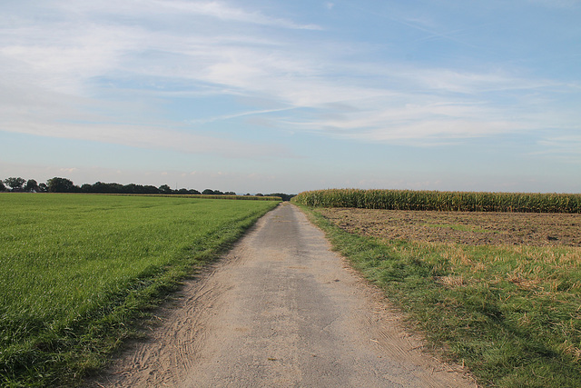 Feldweg an den Wassertürmen (Herten) / 11.09.2016