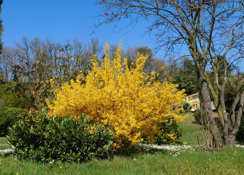 Forsythia