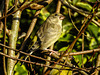 20171020 3180CPw [D~LIP] Grünfink (Carduelis chloris) [m], Bad Salzuflen