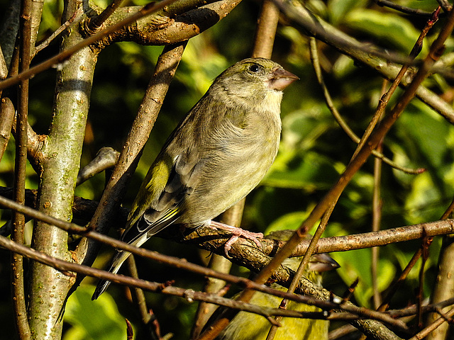 20171020 3180CPw [D~LIP] Grünfink (Carduelis chloris) [m], Bad Salzuflen