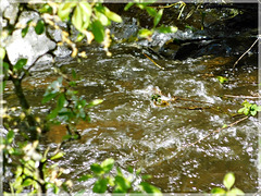 Combourg : l'eau  coule depuis le lac tranquille