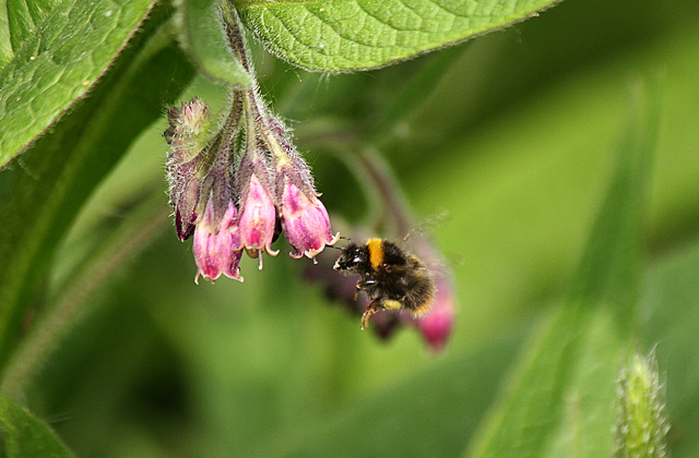 Bomble Bee at Comfrey
