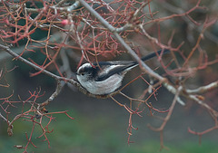 Long Tailed Tit