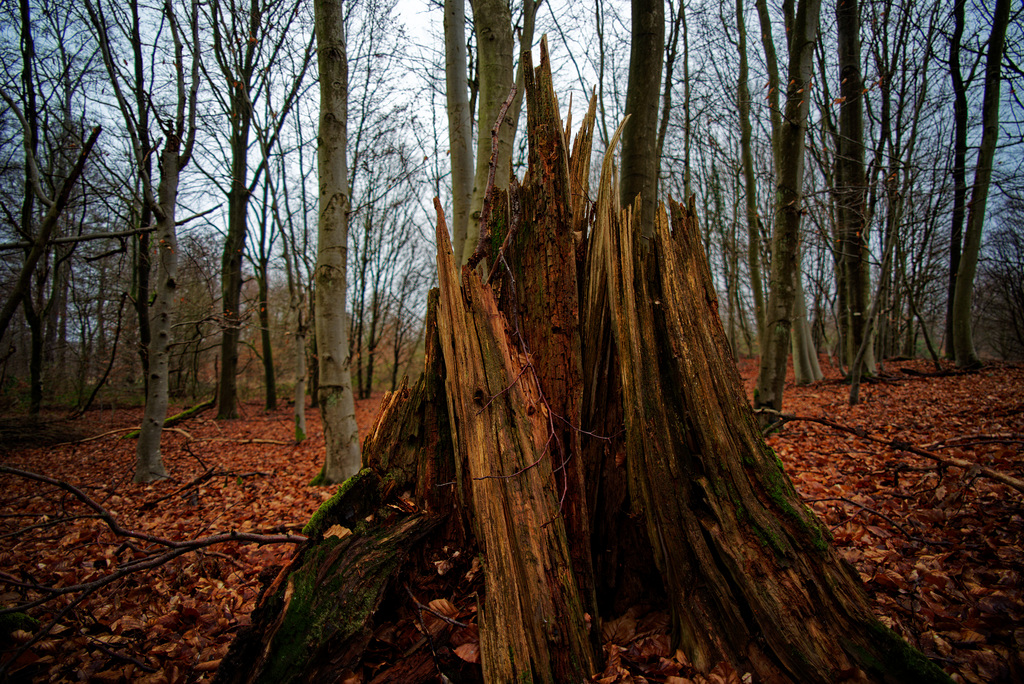 21.01.24 Darmstädter Wald 6