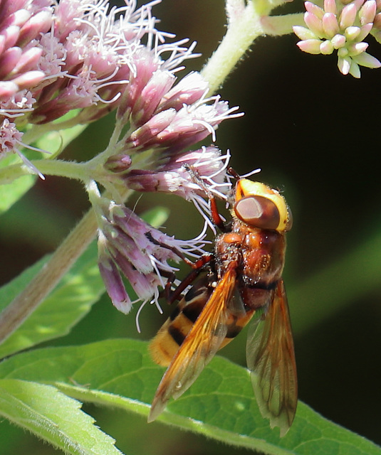 IMG 0949 hoverFly dpp