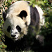 Panda de Beauval