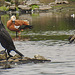 20230810 3827CPw [D~MS] Kormoran, Rostgans, Rieselfelder Münster
