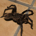 IMG 2661 Tarantula-1