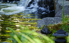 Bullinda Meets the Waterfall