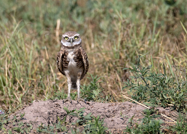 Immature Burrowing Owl