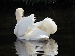 Swan at Himley Great pool