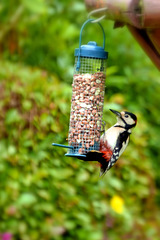 Woodpecker.