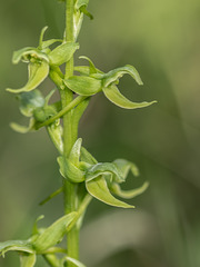 Platanthera hookeri (Hooker's Bog orchid)