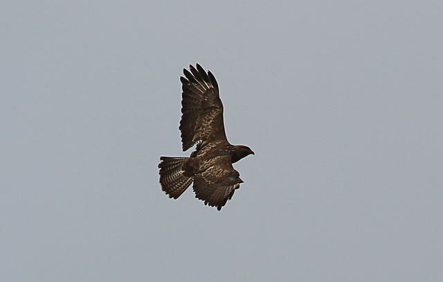 Buzzard at Filsham