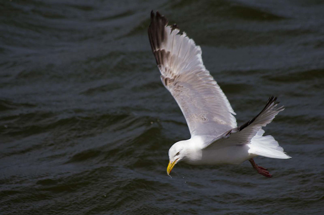 New Brighton flight set (24)