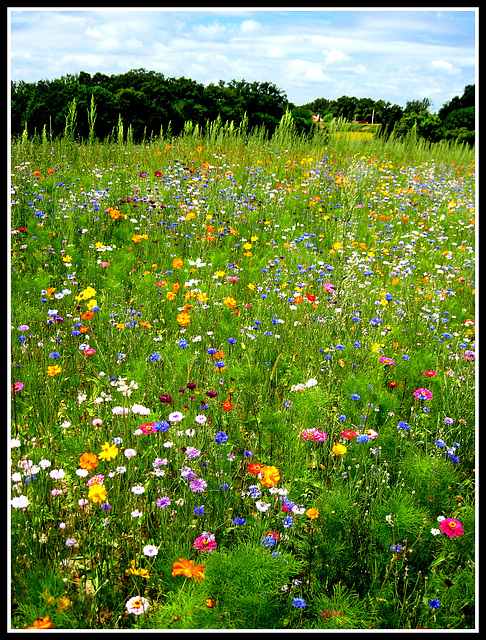 Meadow Flowers, Aquitaine.