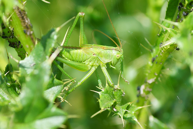 Nymphe des "Großen Heupferds" in Distel