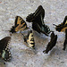 Puddling Swallowtail Butterflies