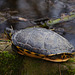 Wasserschildkröte im Schlosspark Gieboldehausen