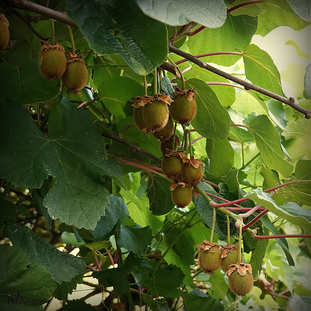 les KIWIS étaient en fleurs en mai