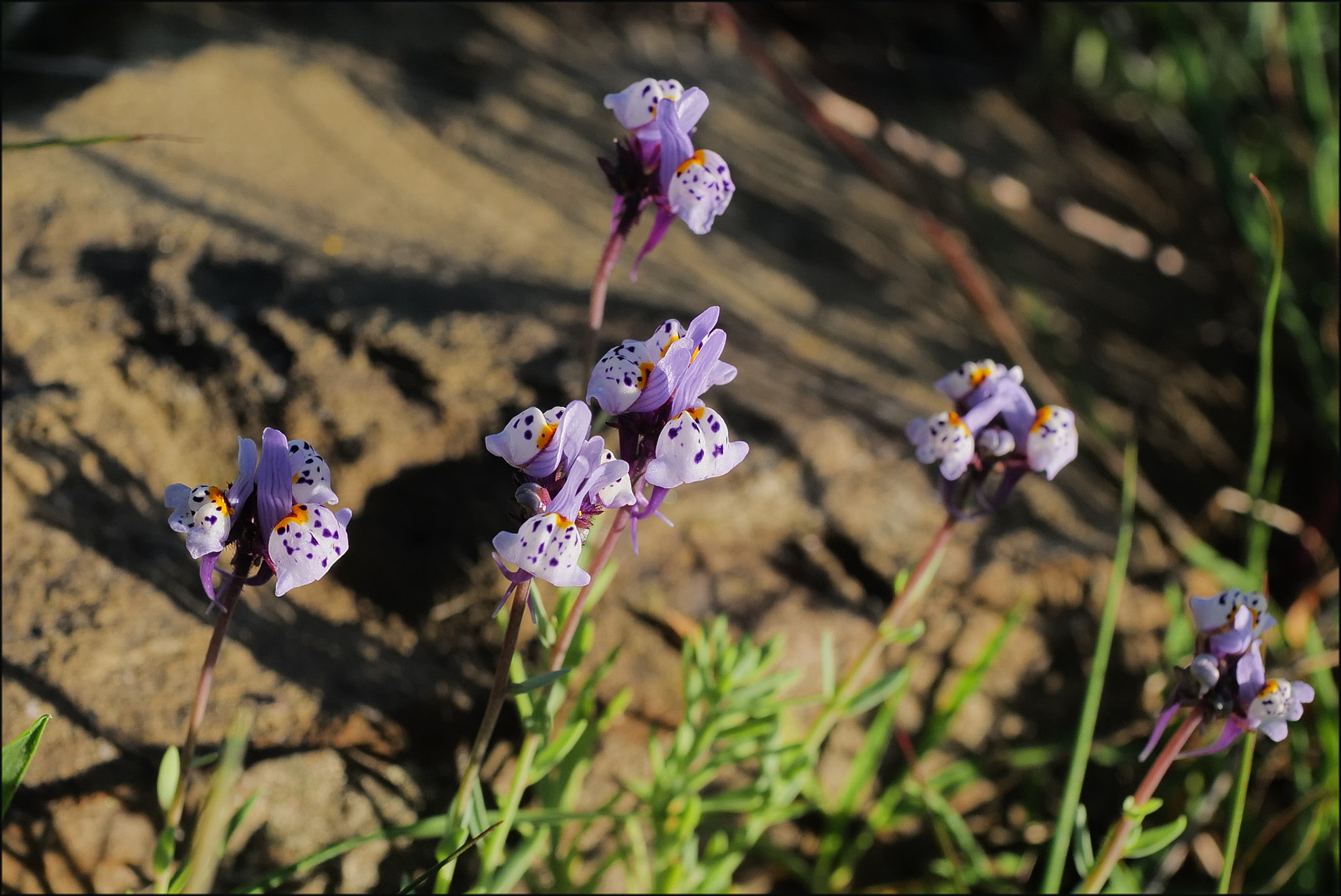 Linaria amethystea, Lamiales, Penedos