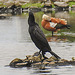 20230810 3828CPw [D~MS] Kormoran, Rostgans, Rieselfelder Münster