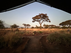 Awakening in Amboseli.