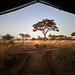 Awakening in Amboseli.