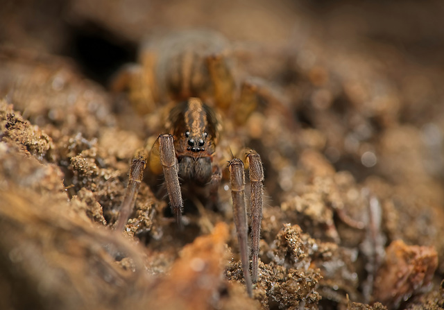 Die Erdwolfsspinne (Trochosa terricola) hat sich mal kurz gezeigt :)) The aardwolf spider (Trochosa terricola) showed itself briefly :)) L'araignée protèle (Trochosa terricola) s'est montrée brièvemen