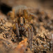 Die Erdwolfsspinne (Trochosa terricola) hat sich mal kurz gezeigt :)) The aardwolf spider (Trochosa terricola) showed itself briefly :)) L'araignée protèle (Trochosa terricola) s'est montrée brièvement :))