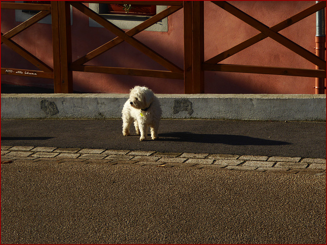 the shadow dog ... HFF