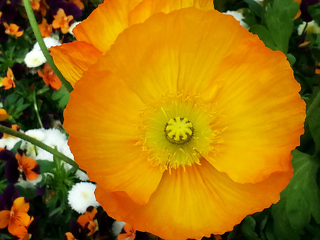 orange