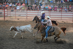 Team roping as darkness comes