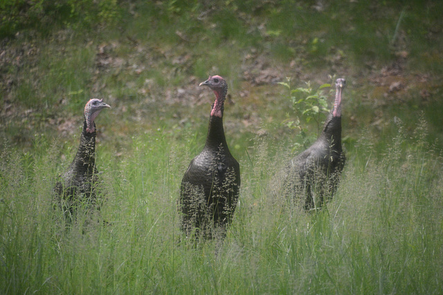 In the back yard