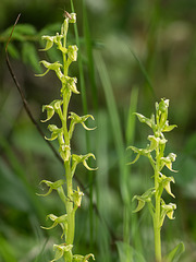 Platanthera hookeri (Hooker's Bog orchid)