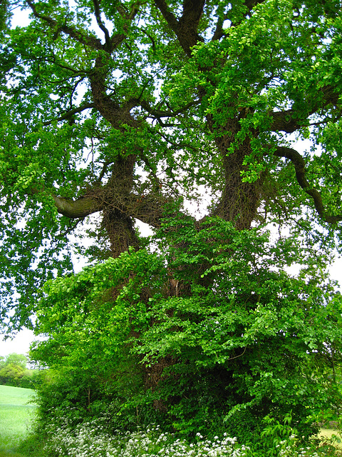 Grand old tree near Lloyd House