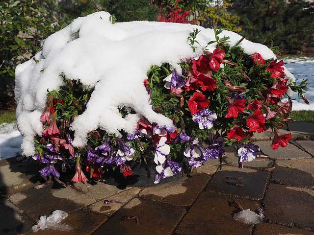 Petunias