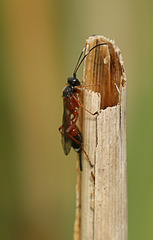 A Reed sp. Wasp side