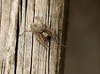 Patio Spider Visitor (2)