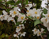 Philadelphus Mock Orange