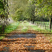 Herbstlicher Wanderweg