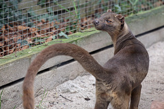 Fossa (Zoo Heidelberg)