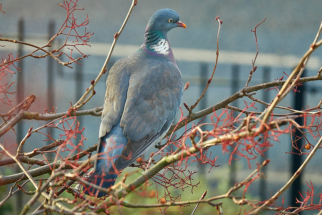 Wood Pigeon Wood Pigeon