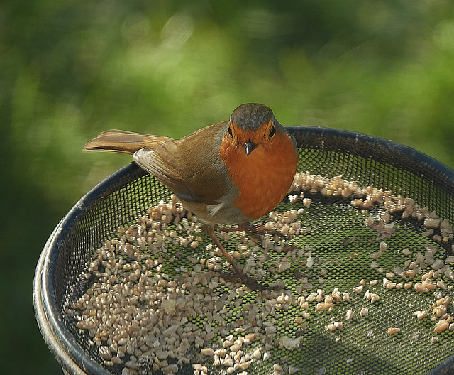 Robin Robin