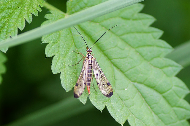 Skorpionsfliege ♀