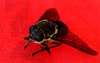 March Fly or Horse Fly