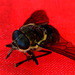 March Fly or Horse Fly
